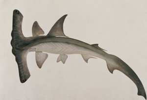 Eeoo Tando, from Drawings of Fishes from Malacca, c.1805-18 by Chinese School